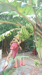 Musa