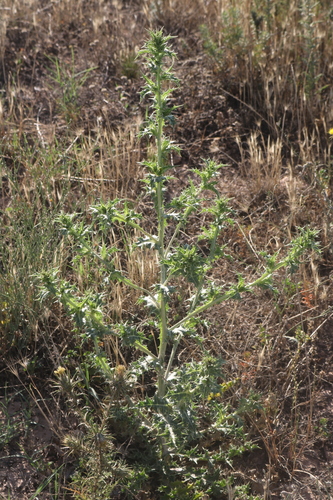 common golden thistle