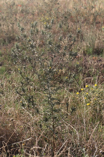 smooth distaff thistle