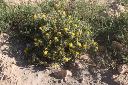 Eastern Star-thistle