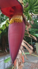 Musa