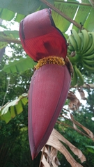 Musa