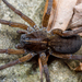 Wetland Giant Wolf Spider - Photo (c) Meghan Cassidy, some rights reserved (CC BY-SA), uploaded by Meghan Cassidy