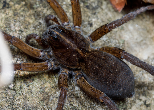 Wetland Giant Wolf Spider photo 6