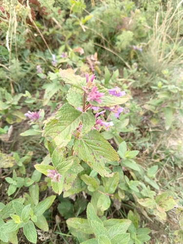 Nepeta grandiflora, photograph 6
