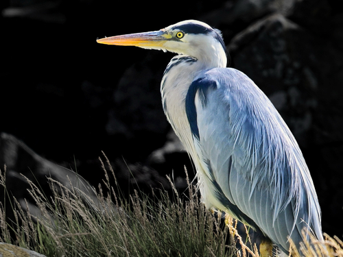 Grey Heron