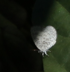 Spalgis lemolea lemolea