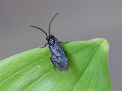 Phymatocera aterrima