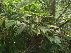 Melicope pteleifolia