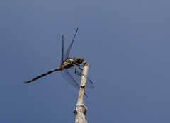 Orthetrum brachiale