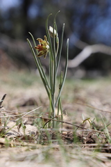 Fritillaria pinetorum