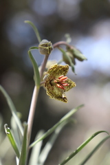 Fritillaria pinetorum