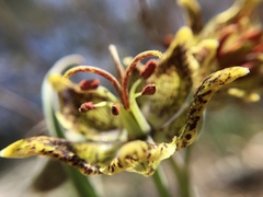Fritillaria pinetorum