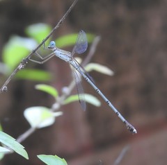 Lestes dorothea