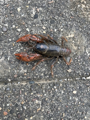 Upland Burrowing Crayfish