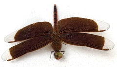 Neurothemis ramburii