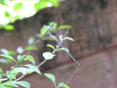 Lestes dorothea