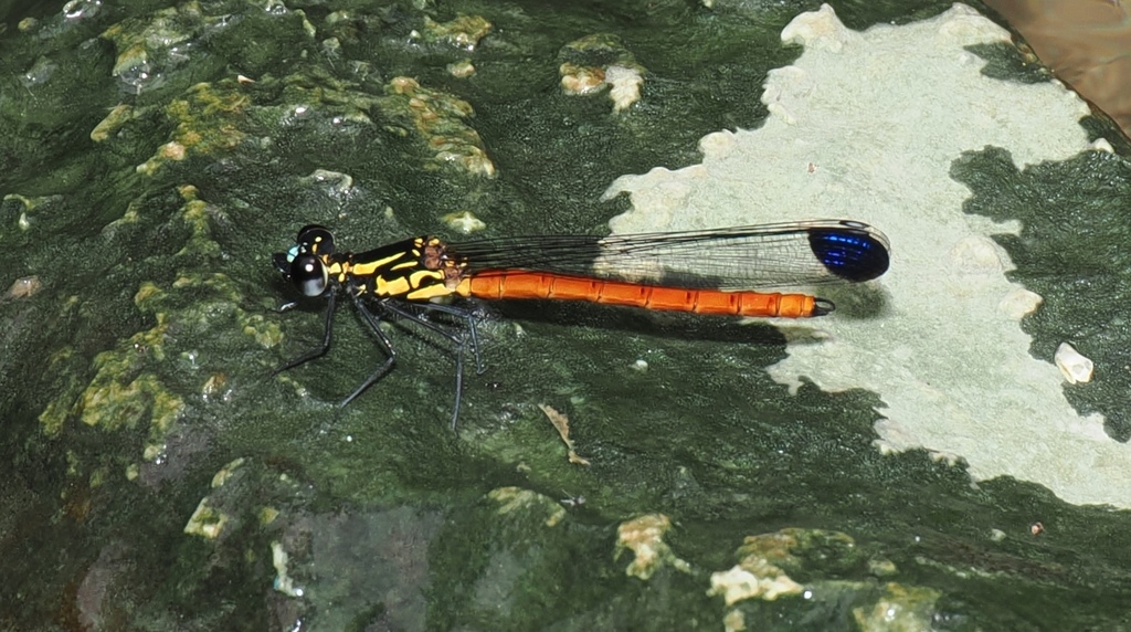 Libellago rufescens (Libellago rufescens)