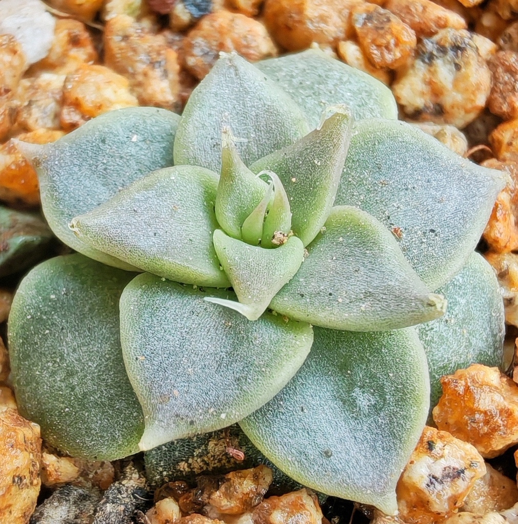 Echeveria tobarensis
