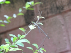 Lestes dorothea