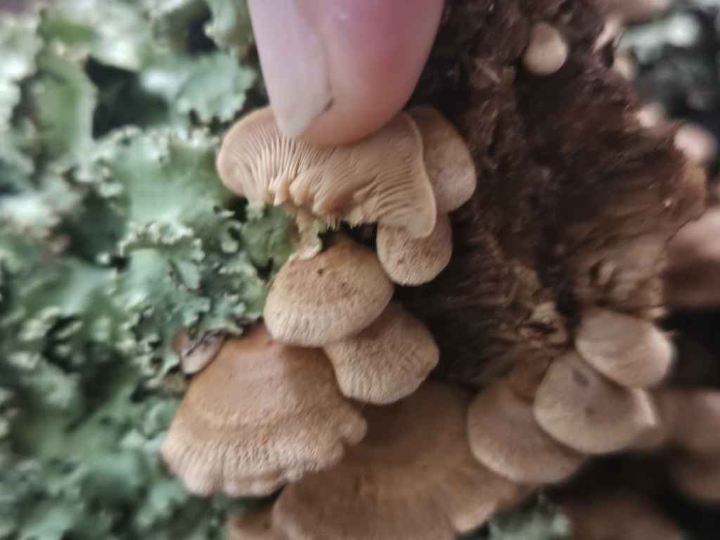 Luminescent Panellus · August 2026 · photo: Photo: (c) willingarden, some rights reserved (CC BY) · iNaturalist