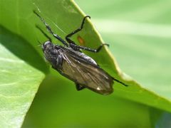 Empis ciliata