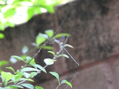 Lestes dorothea