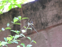 Lestes dorothea