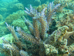 Acropora echinata