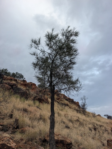 Grevillea striata, photograph 6