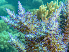 Acropora echinata