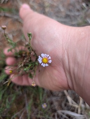 Brachyscome ciliaris, photograph (c) maxark, some rights reserved (CC BY)