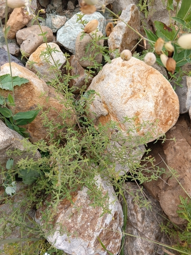 Scrophularia rupestris, photograph 6
