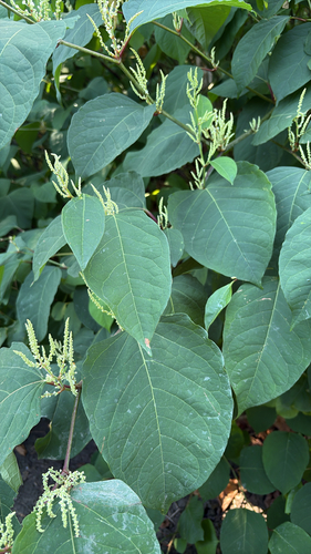 Japanese knotweed