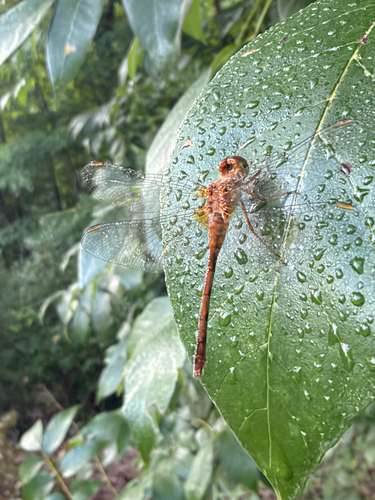 Autumn Meadowhawk