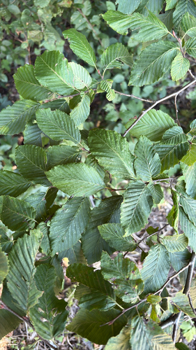 European Hornbeam