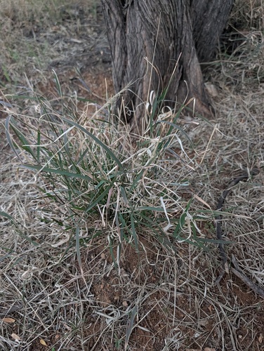 Enteropogon acicularis, photograph 2