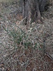 Enteropogon acicularis, photograph (c) maxark, some rights reserved (CC BY)