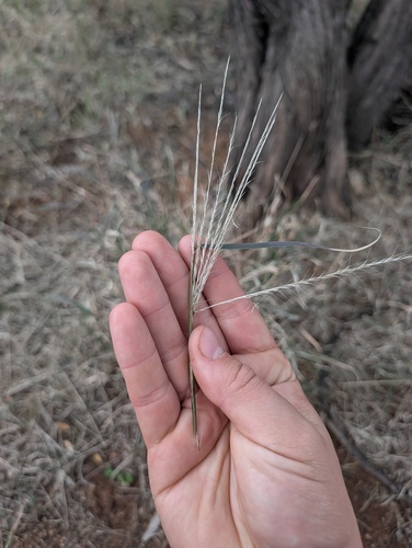 Enteropogon acicularis, photograph 3