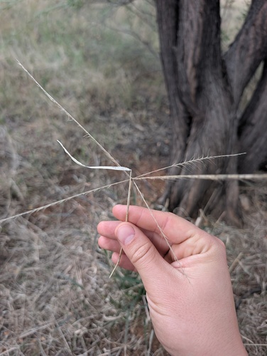 Enteropogon acicularis, photograph 4