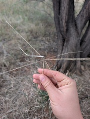 Enteropogon acicularis, photograph (c) maxark, some rights reserved (CC BY)