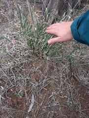 Enteropogon acicularis, photograph (c) maxark, some rights reserved (CC BY)