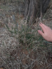 Enteropogon acicularis, photograph (c) maxark, some rights reserved (CC BY)