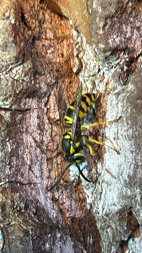 Eastern Yellowjacket