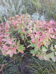 Euphorbia fischeriana, photograph (c) Святослав Власенко, some rights reserved (CC BY)