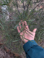 Acacia salicina, photograph (c) maxark, some rights reserved (CC BY)