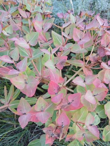 Euphorbia fischeriana, photograph 6