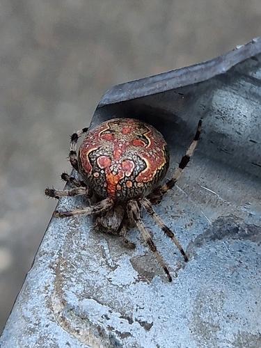 Marbled Orbweaver