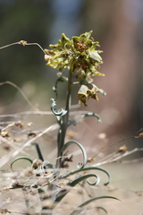 Fritillaria pinetorum