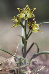 Fritillaria pinetorum